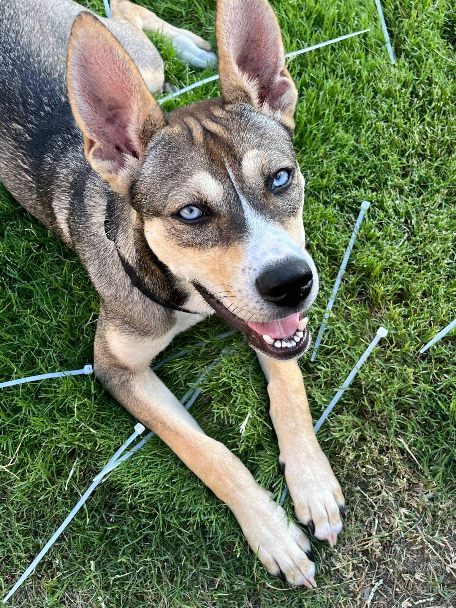 Codi aka Tina, a ADOPTABLE mixed breed in Carrollton, TX image 2/2