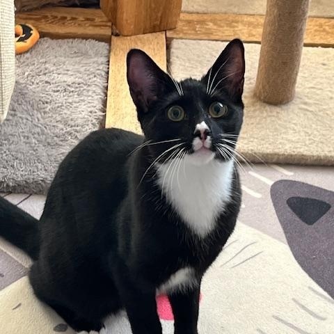 Boo, Adoptable, Kitten Male Domestic Short Hair.