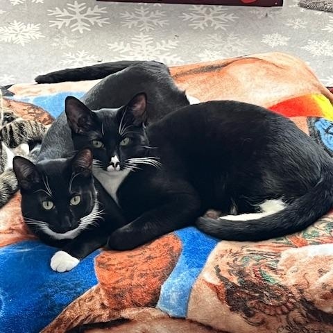 Enlarge Boo, a Adoptable Domestic Short Hair in Manorville, NY image 2/5