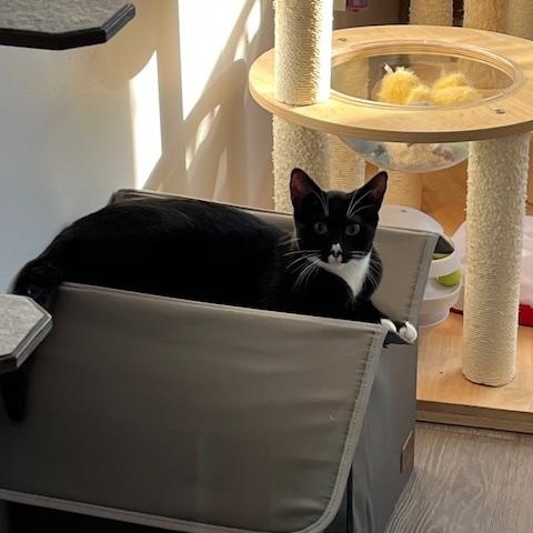 Enlarge Boo, a Adoptable Domestic Short Hair in Manorville, NY image 5/5