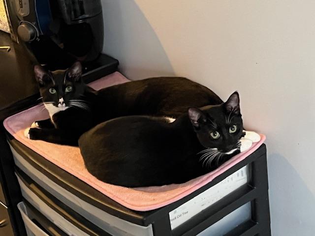 Enlarge Boo, a Adoptable Domestic Short Hair in Manorville, NY image 4/5