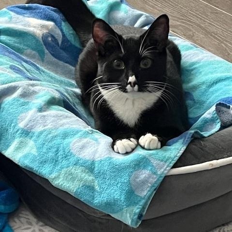 Enlarge Boo, a Adoptable Domestic Short Hair in Manorville, NY image 3/5