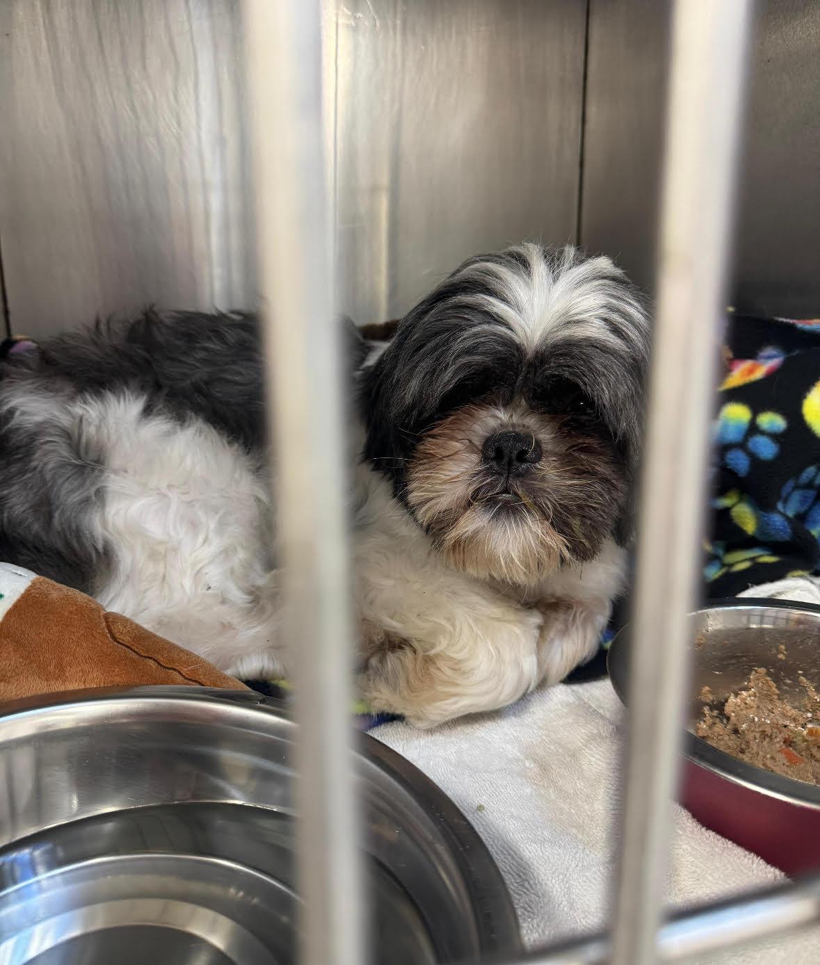 Available rescue animal