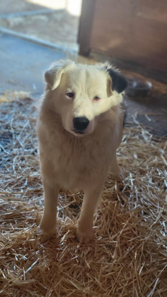 Ghost, Adoptable, Young Female Border Collie & Australian Shepherd.