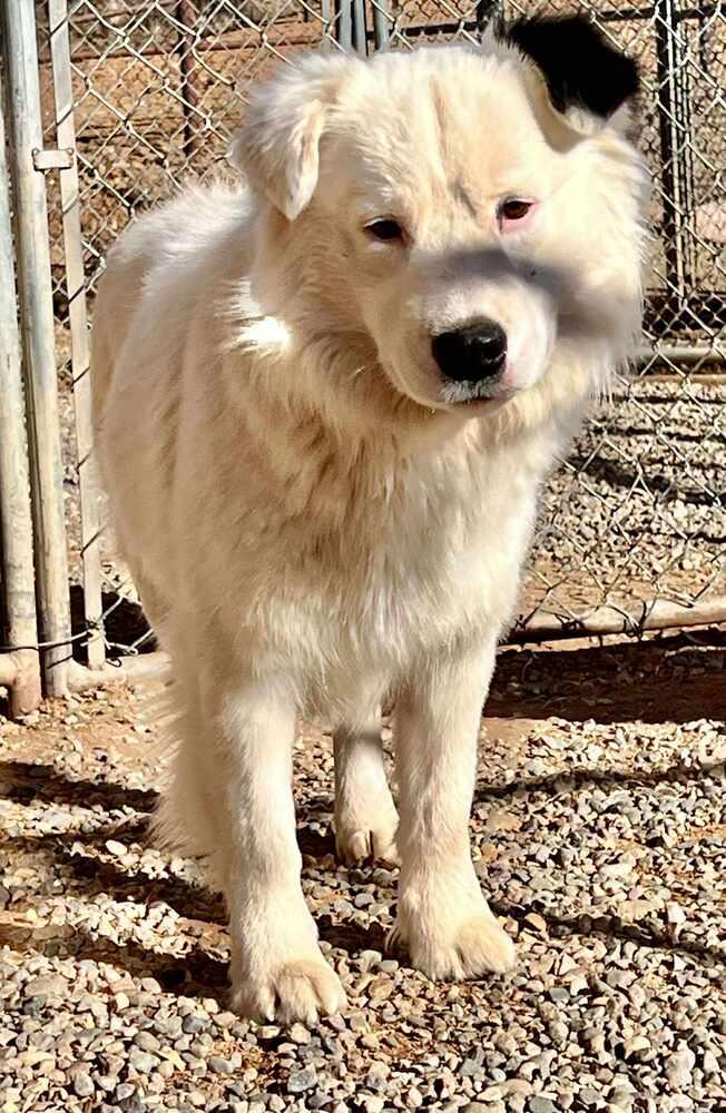 Enlarge Ghost, a Adoptable mixed breed in Cortez, CO image 1/1