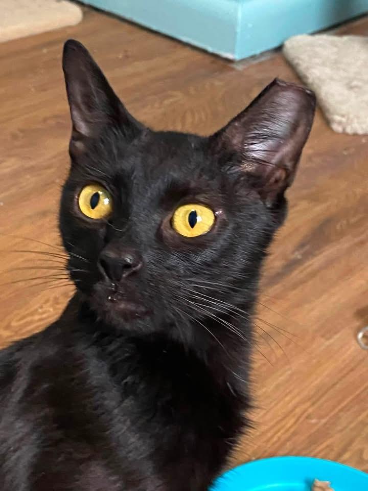 Bat, ADOPTABLE, Adult Female Domestic Short Hair.