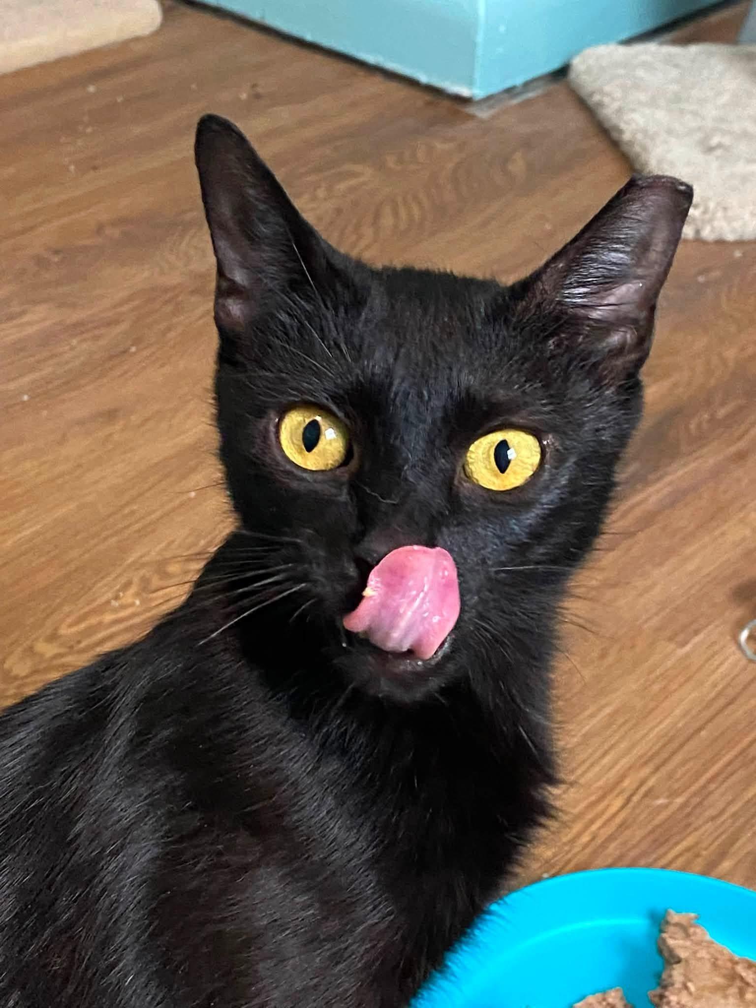 Bat, a ADOPTABLE Domestic Short Hair in Ontario, NY image 3/3