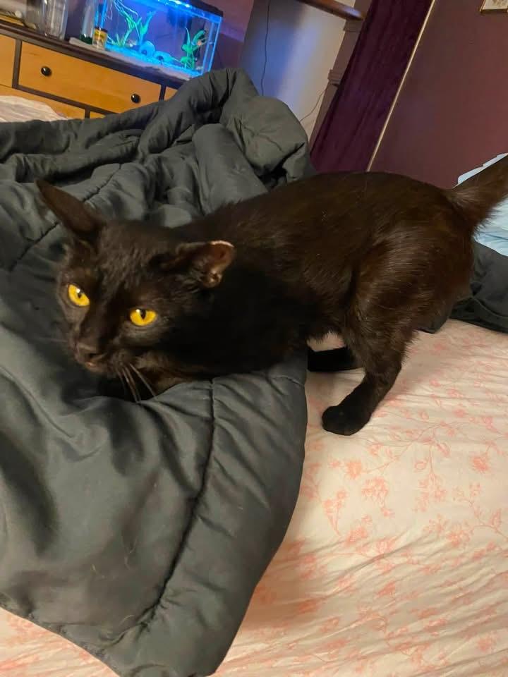 Bat, a ADOPTABLE Domestic Short Hair in Ontario, NY image 2/3