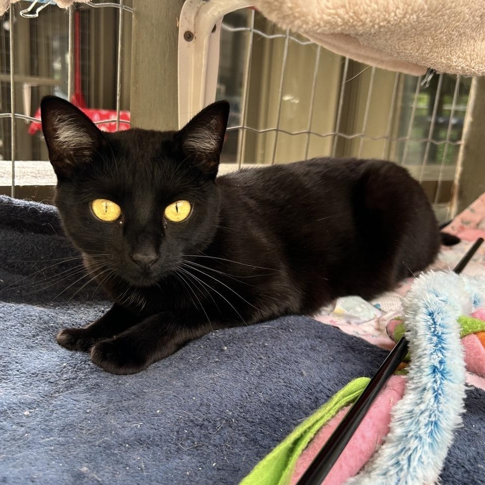 Aang (Bonded with Katara), an adoptable Domestic Short Hair in Maple Ridge, BC image 2/5