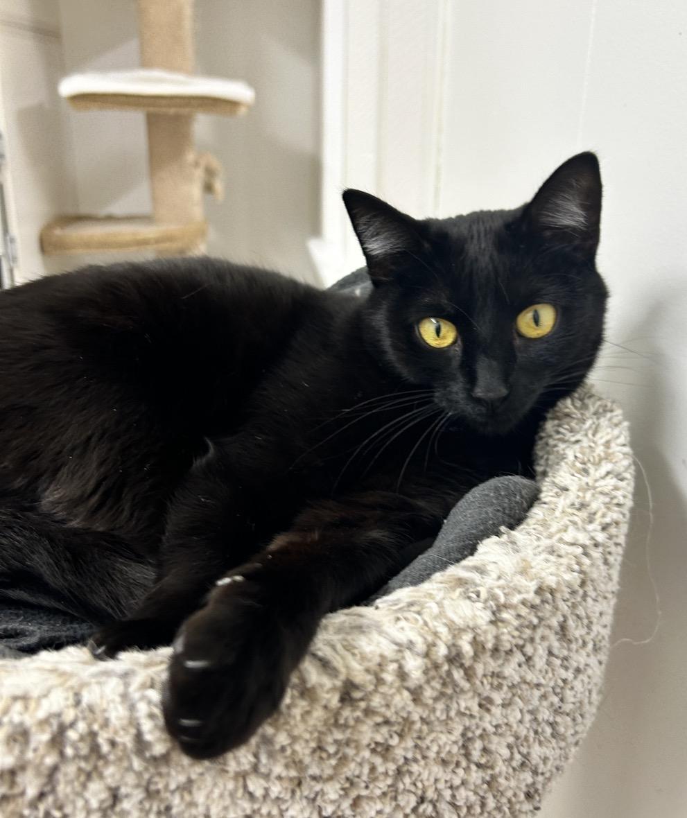 Aang (Bonded with Katara), an adoptable Domestic Short Hair in Maple Ridge, BC image 1/5