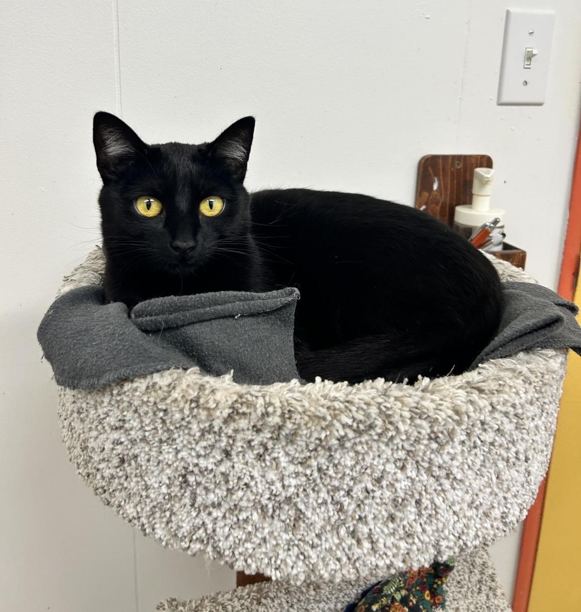 Aang (Bonded with Katara), an adoptable Domestic Short Hair in Maple Ridge, BC image 4/5