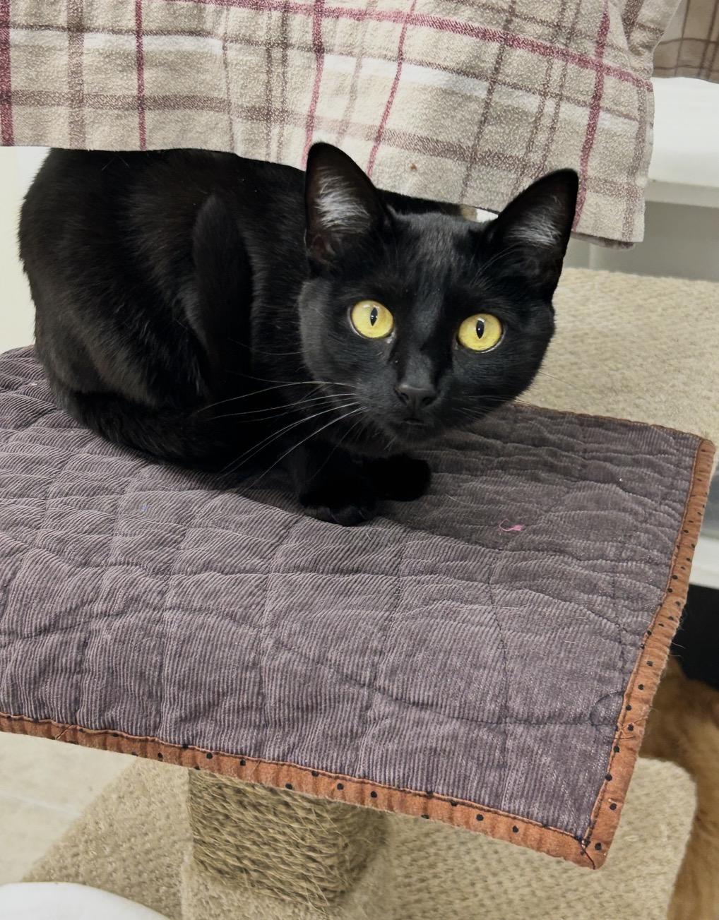 Aang (Bonded with Katara), an adoptable Domestic Short Hair in Maple Ridge, BC image 3/5