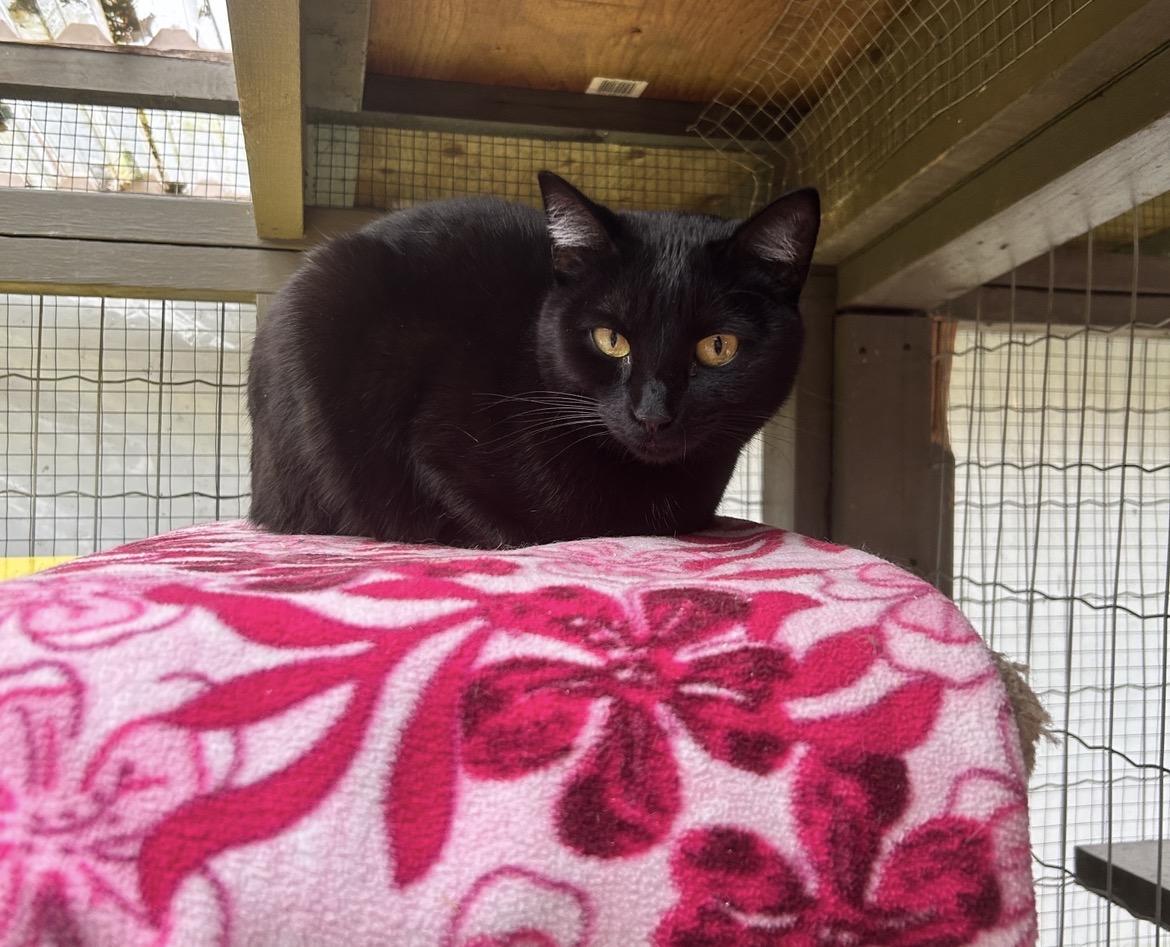 Aang (Bonded with Katara), an adoptable Domestic Short Hair in Maple Ridge, BC image 5/5