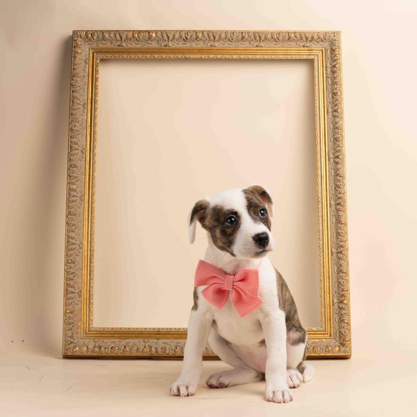 Enlarge Bibi, an adopted mixed breed in Smyrna, GA image 2/6