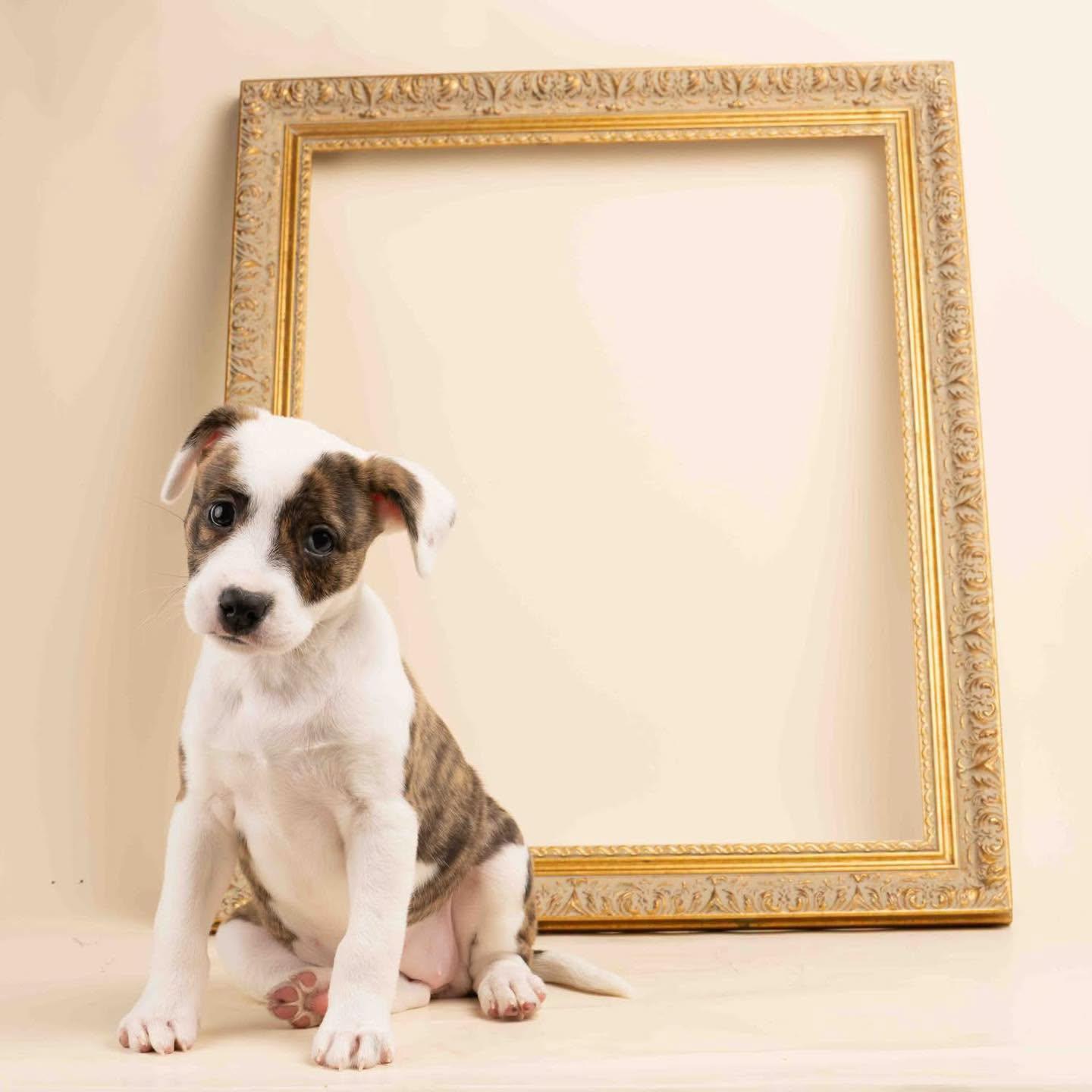 Enlarge Bibi, an adopted mixed breed in Smyrna, GA image 5/6