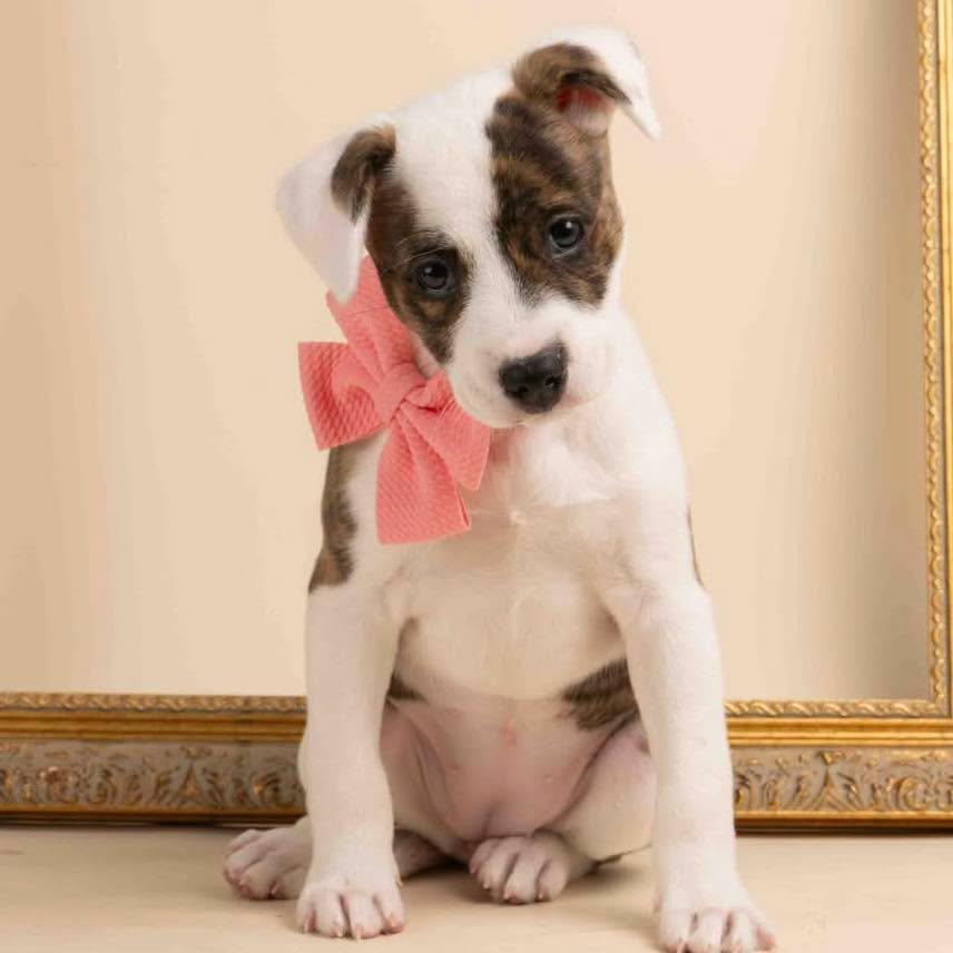 Bibi, adopted, Puppy Female American Staffordshire Terrier & Mixed Breed.