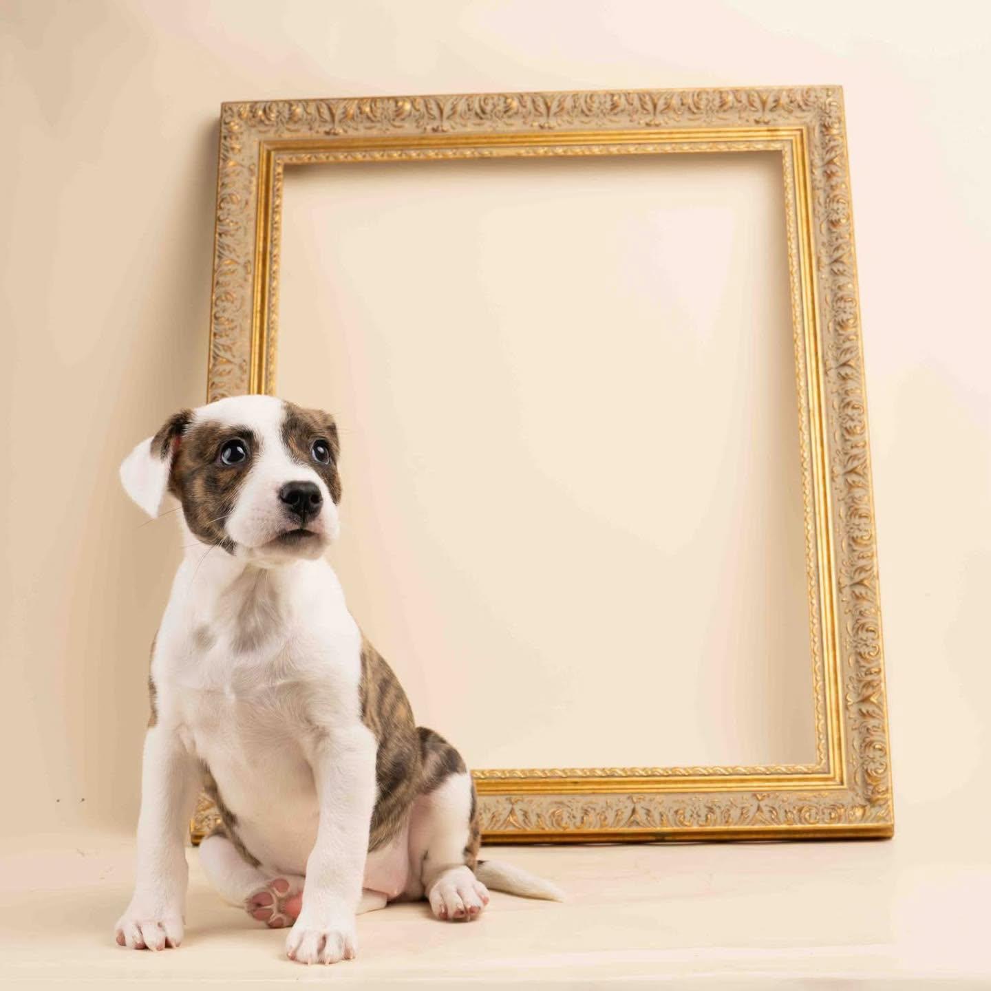 Enlarge Bibi, an adopted mixed breed in Smyrna, GA image 3/6