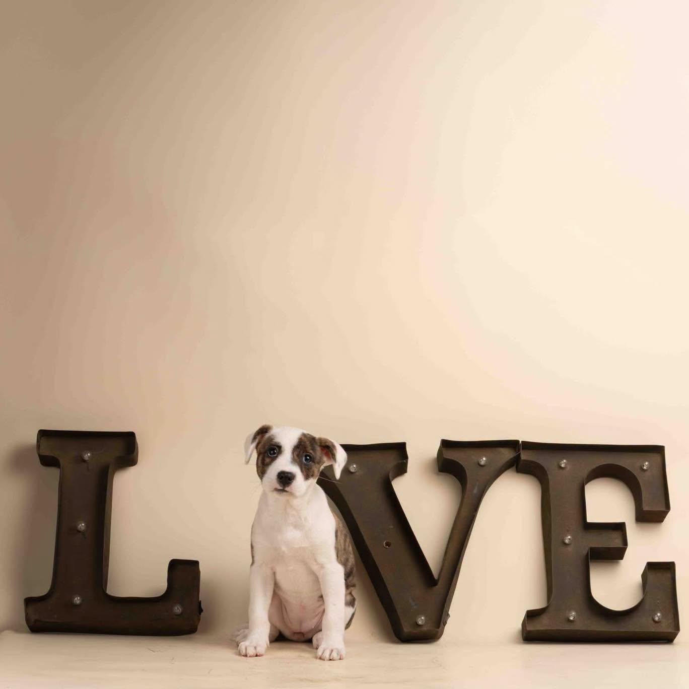 Enlarge Bibi, an adopted mixed breed in Smyrna, GA image 6/6