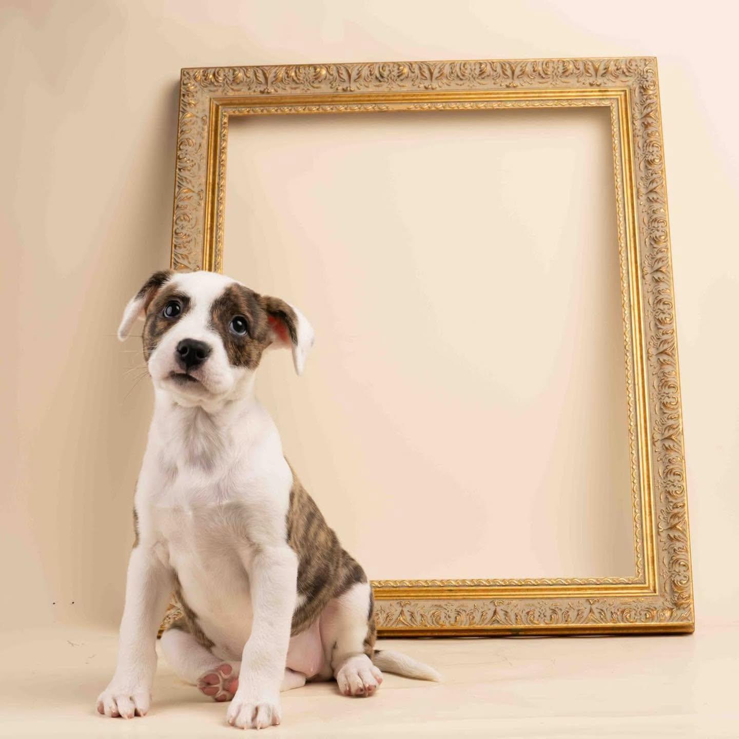 Enlarge Bibi, an adopted mixed breed in Smyrna, GA image 4/6