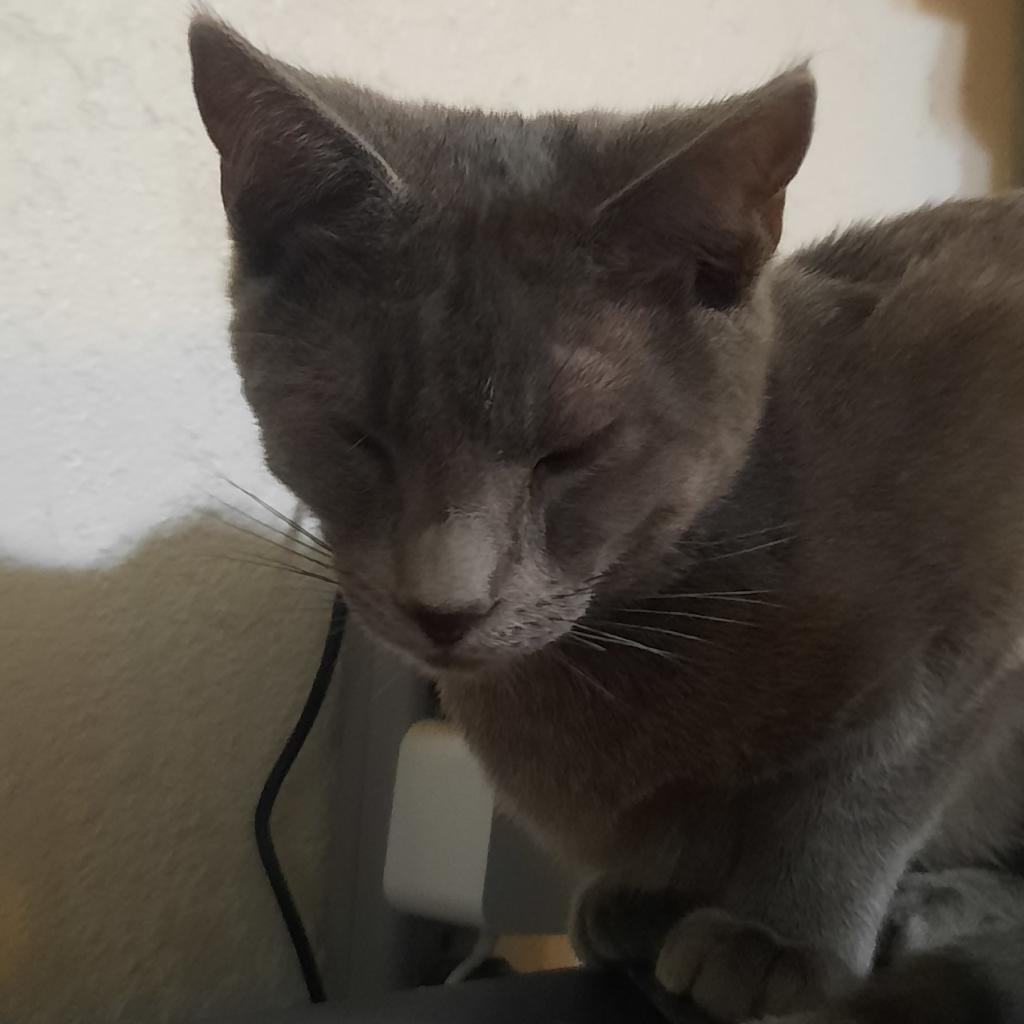 Ashe, Adoptable, Adult Male Domestic Short Hair & Russian Blue.