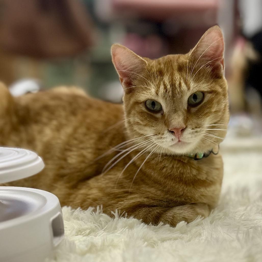Enlarge Sammy, a Adoptable Domestic Short Hair in Philadelphia, PA image 1/6
