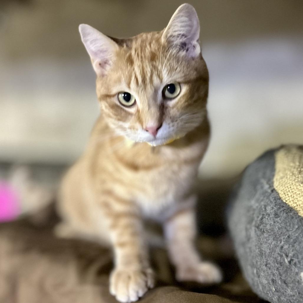 Enlarge Sammy, a Adoptable Domestic Short Hair in Philadelphia, PA image 3/6