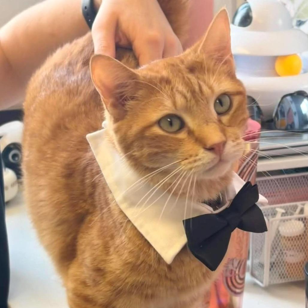 Enlarge Sammy, a Adoptable Domestic Short Hair in Philadelphia, PA image 2/6