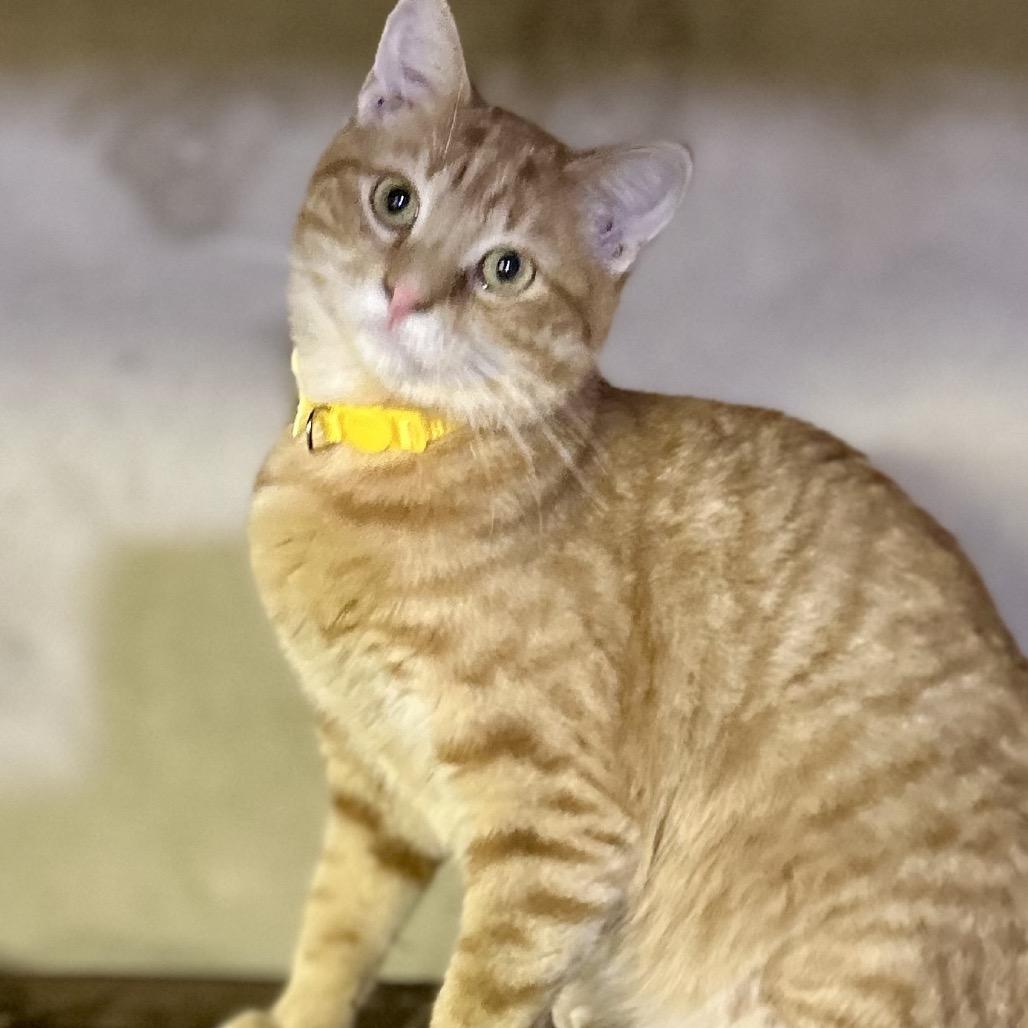Sammy, Adoptable, Adult Male Domestic Short Hair.