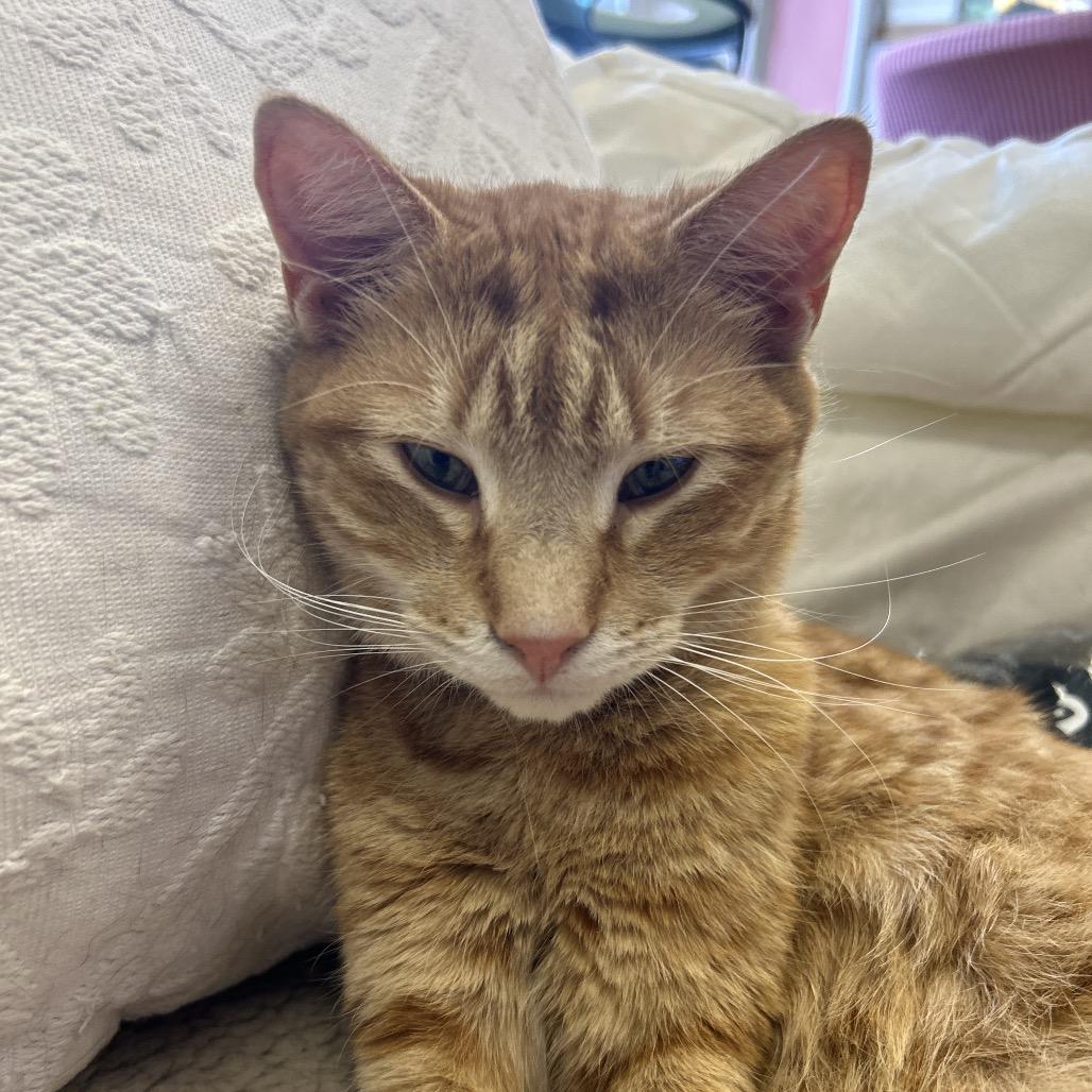 Enlarge Sammy, a Adoptable Domestic Short Hair in Philadelphia, PA image 4/6