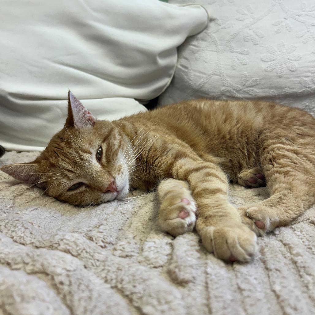 Enlarge Sammy, a Adoptable Domestic Short Hair in Philadelphia, PA image 5/6