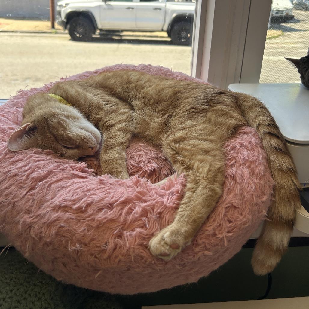 Enlarge Sammy, a Adoptable Domestic Short Hair in Philadelphia, PA image 6/6