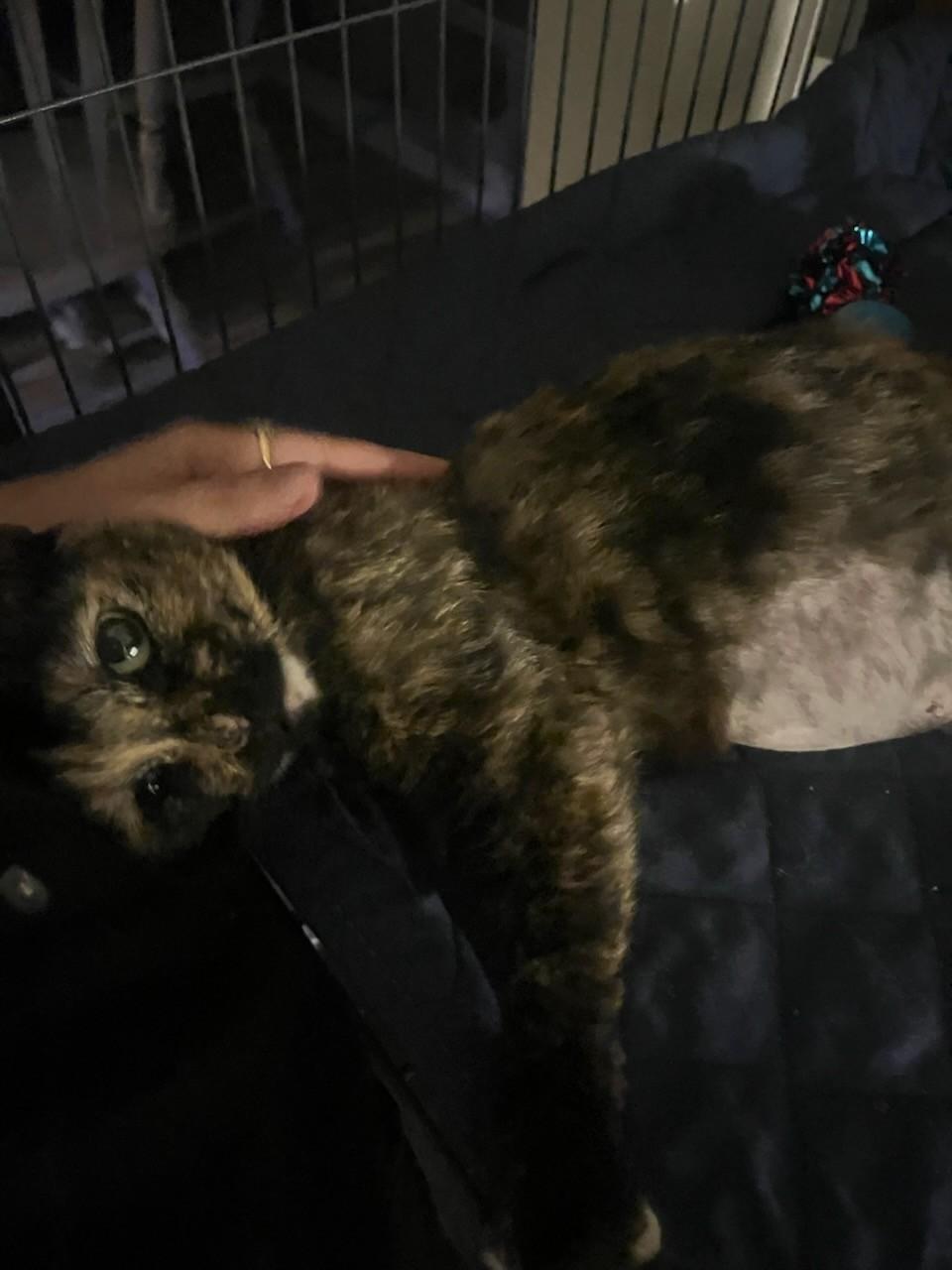 Olivia, Adoptable, Adult Female Domestic Short Hair.