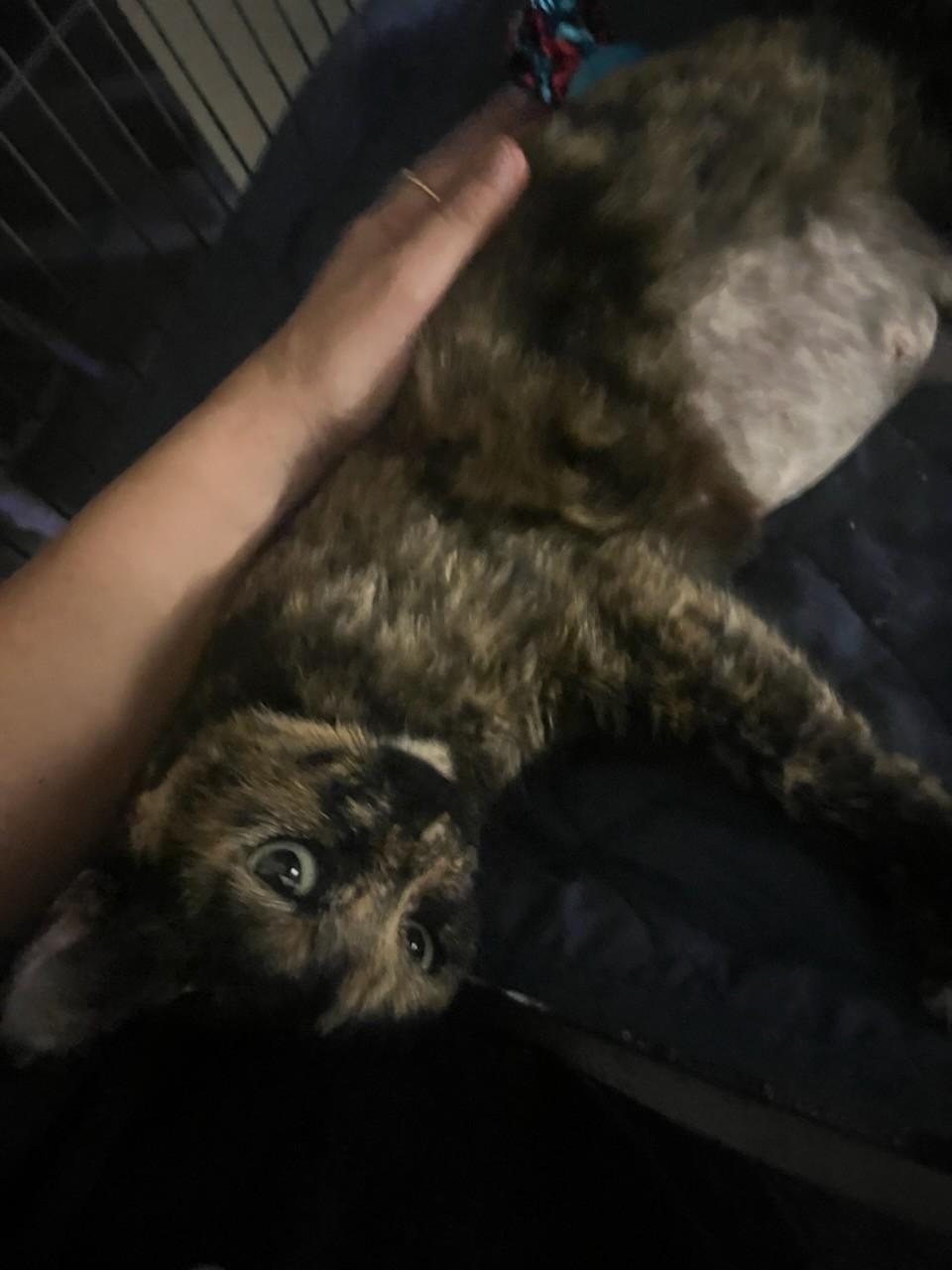 Enlarge Olivia, a Adoptable Domestic Short Hair in Orlando, FL image 2/6