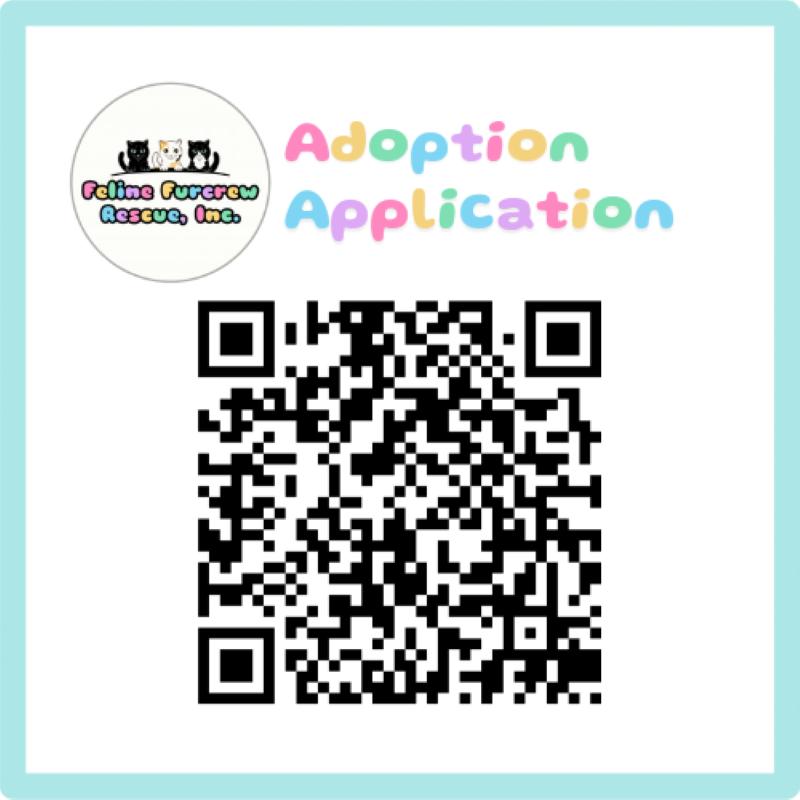 Enlarge Olivia, a Adoptable Domestic Short Hair in Orlando, FL image 3/6