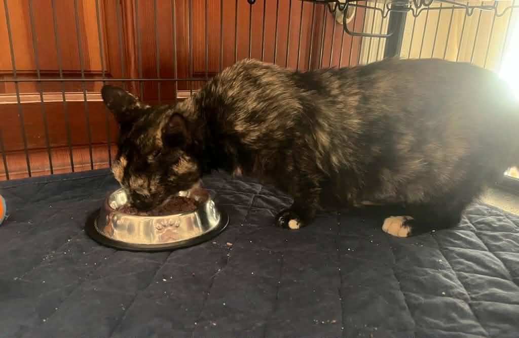 Enlarge Olivia, a Adoptable Domestic Short Hair in Orlando, FL image 4/6