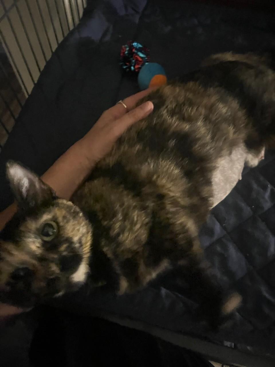 Enlarge Olivia, a Adoptable Domestic Short Hair in Orlando, FL image 5/6