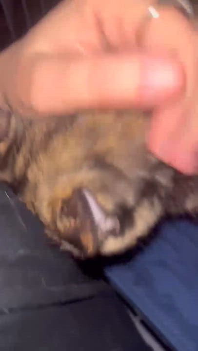 Enlarge Olivia, a Adoptable Domestic Short Hair in Orlando, FL video 6/6