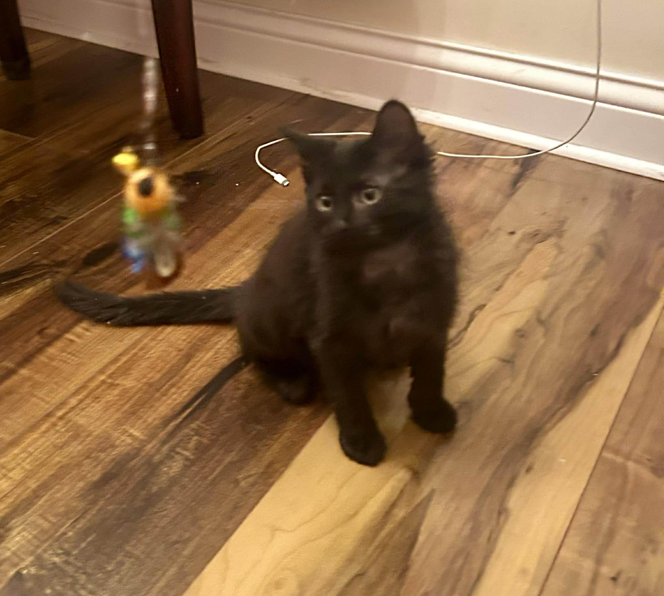 Enlarge Hester, a Adoptable mixed breed in Chicago, IL image 5/6