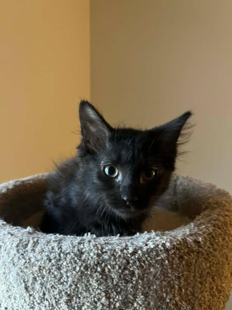 Enlarge Hester, a Adoptable mixed breed in Chicago, IL image 3/6