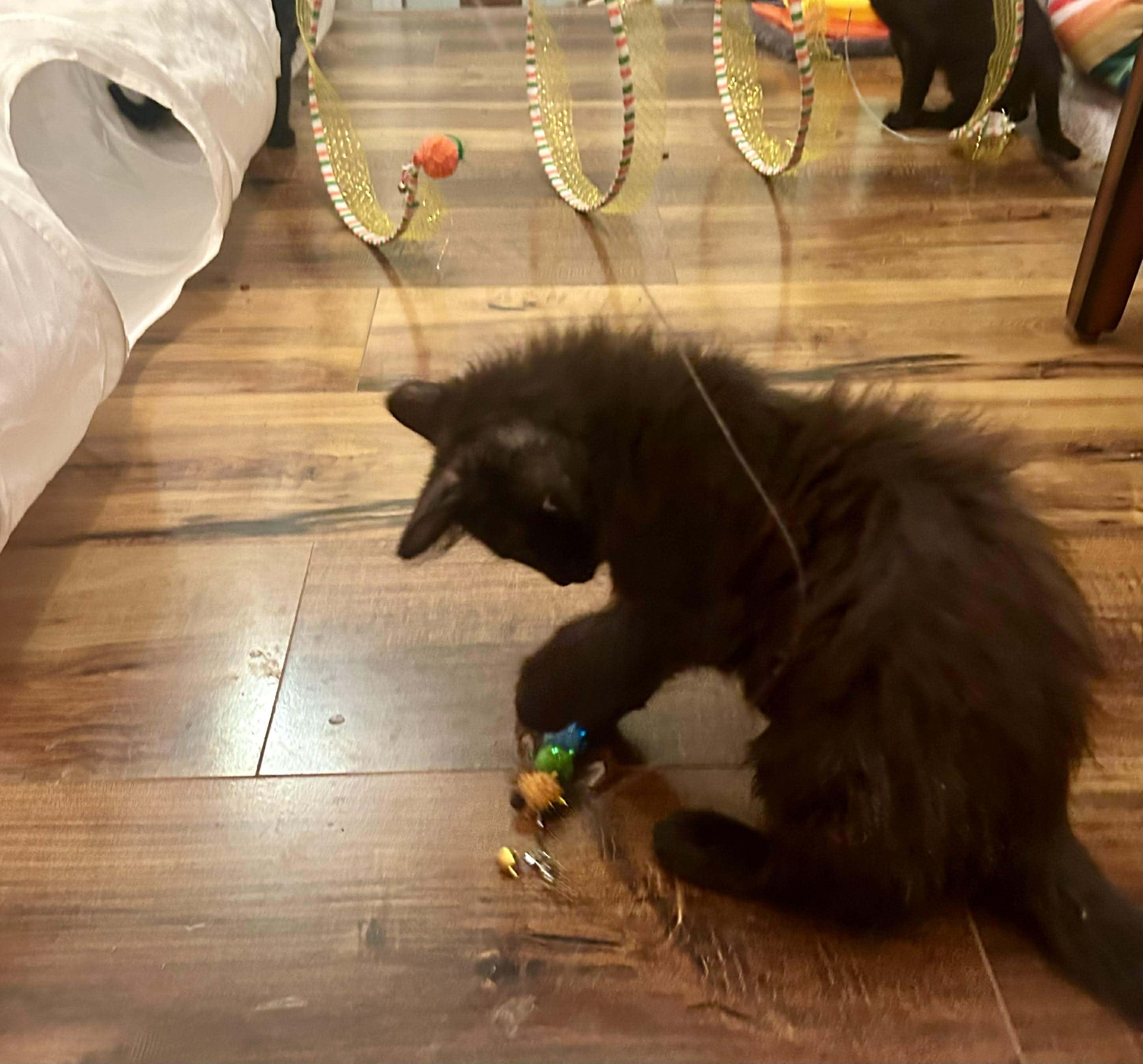 Enlarge Hester, a Adoptable mixed breed in Chicago, IL image 6/6