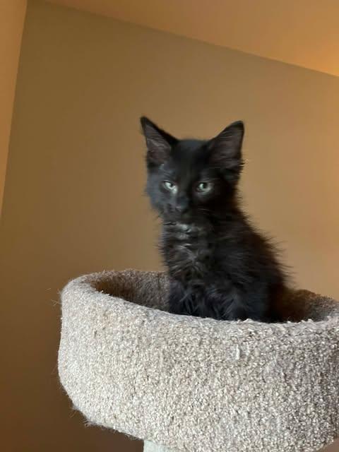 Enlarge Hester, a Adoptable mixed breed in Chicago, IL image 1/6