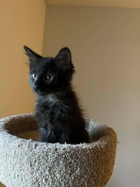 Enlarge Hester, a Adoptable mixed breed in Chicago, IL image 2/6