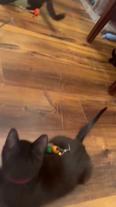 Enlarge Hester, a Adoptable mixed breed in Chicago, IL video 4/6