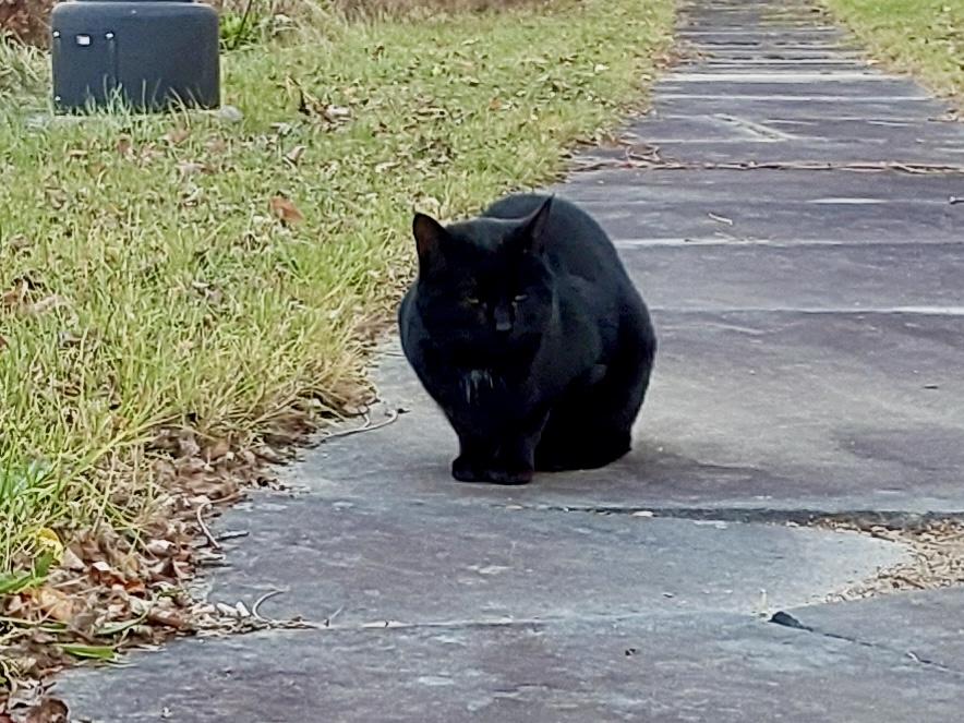 Panther *Barn Cat*, an adopted Domestic Short Hair in Mansfield, CT image 1/3