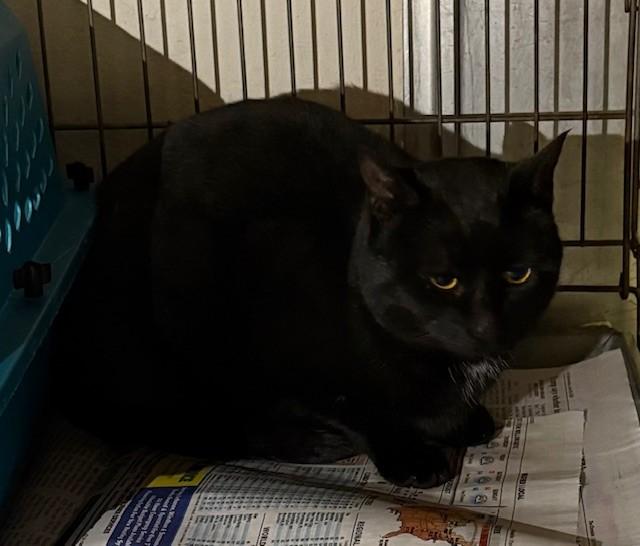 Enlarge Panther *Barn Cat*, an adoptable Domestic Short Hair in Mansfield, CT image 1/1