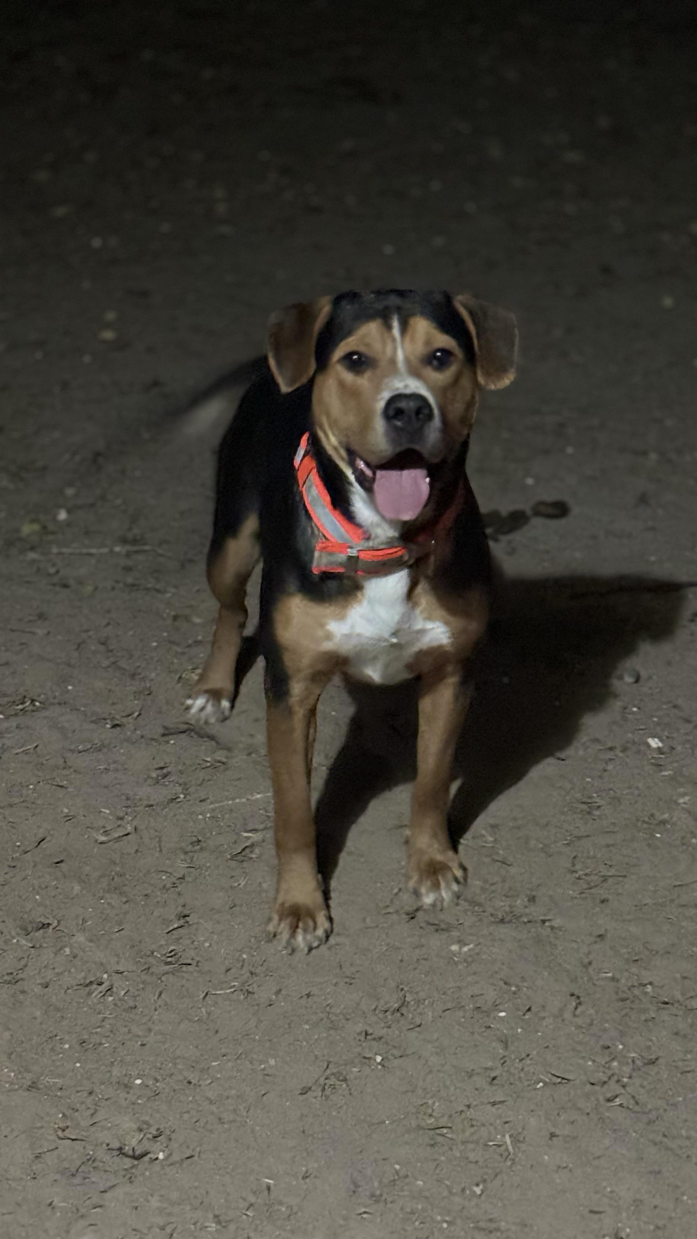 Enlarge Superstar, a Adopted mixed breed in McAllen, TX image 3/4