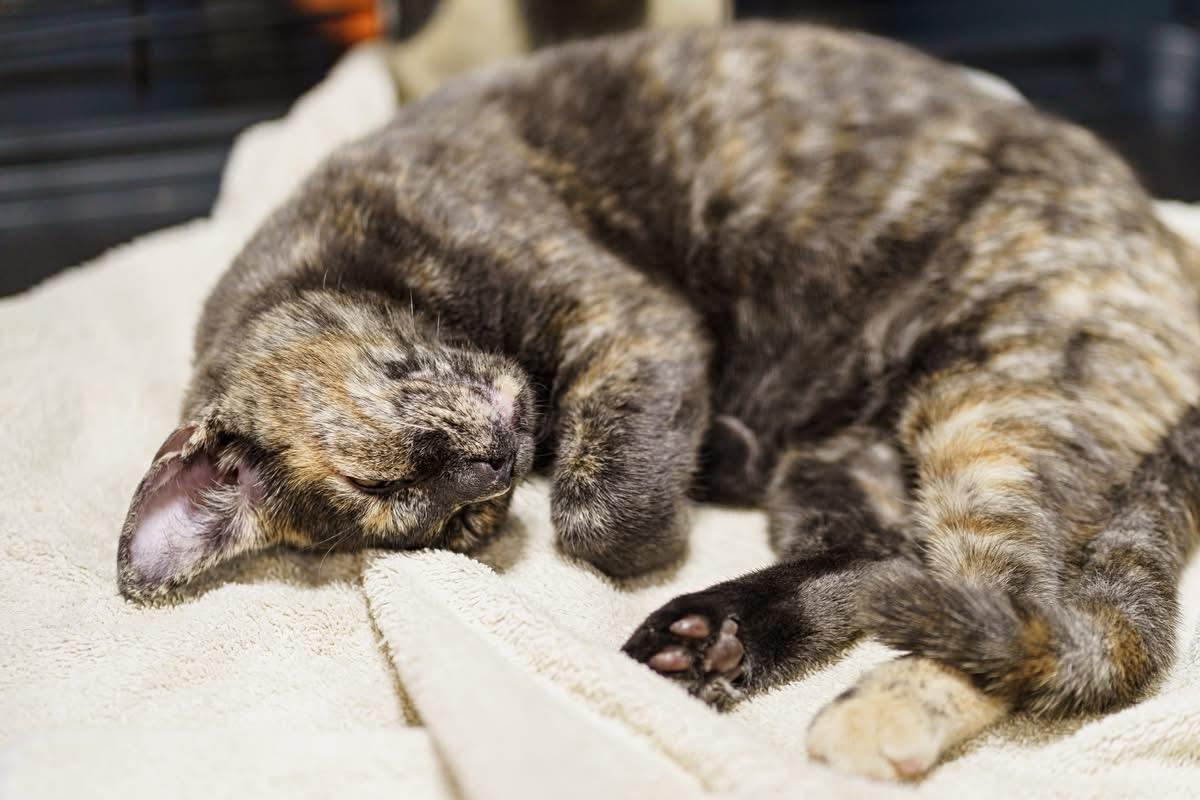 Mint, an adoptable Dilute Tortoiseshell in LAMPASAS, TX, 76550 | Photo Image 6