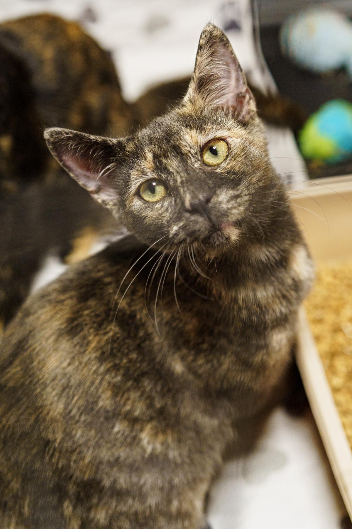 Mint, an adoptable Dilute Tortoiseshell in LAMPASAS, TX, 76550 | Photo Image 4