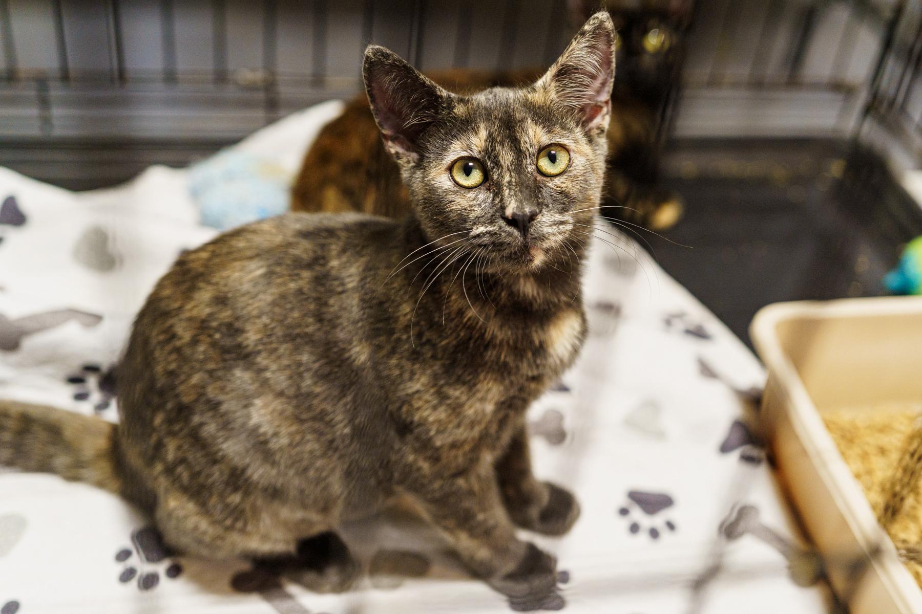 Mint, an adoptable Dilute Tortoiseshell in LAMPASAS, TX, 76550 | Photo Image 1