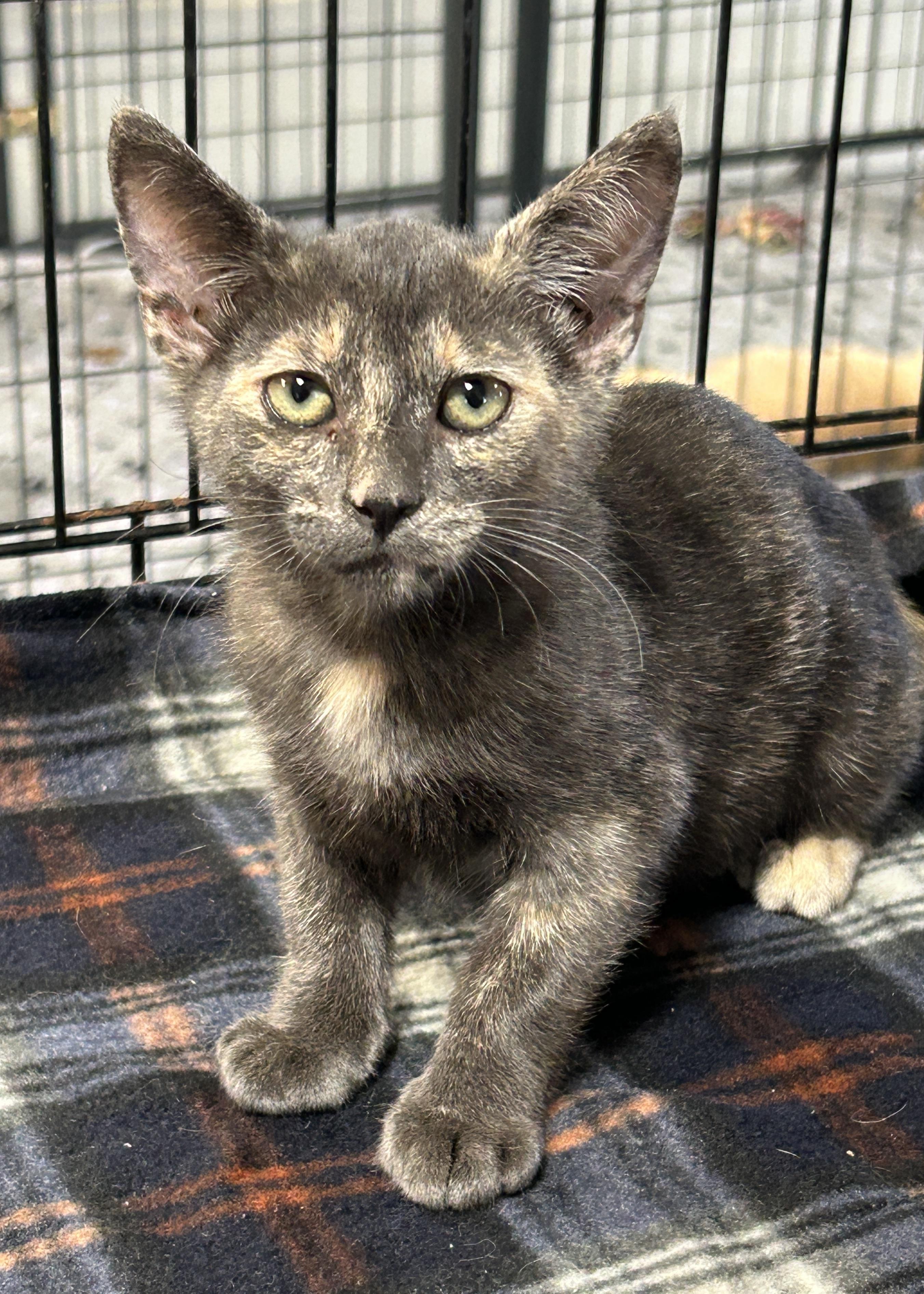 Mint, an adoptable Dilute Tortoiseshell in LAMPASAS, TX, 76550 | Photo Image 3